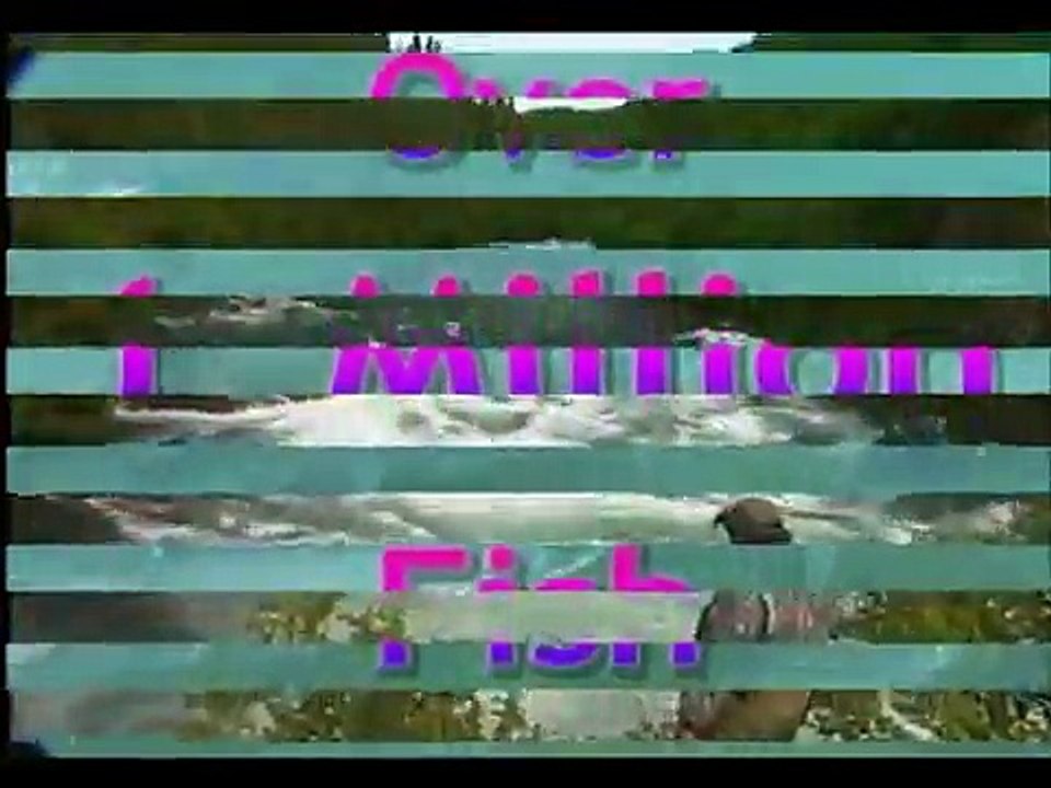 Brown Bear videos Alaska bear viewing photography tours in Katmai Park