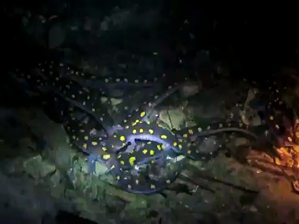Spotted Salamanders in a vernal pool