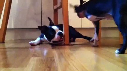 Boston Terrier Puppies Fight to the Death