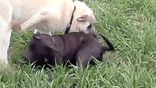Kangal vs Pit Bull ! TURKISH KANGAL DOG The Strongest of the World