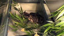 Eastern Painted Turtle Eating Pellets for Adoption