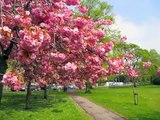 Cherry Blossom trees Harrogate Stray, North Yorkshire