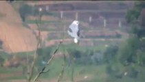 Black Shouldered Kite hovering