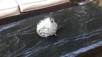 Inside of a wasp nest!