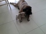 Angel English Mastiff & Devil Pug