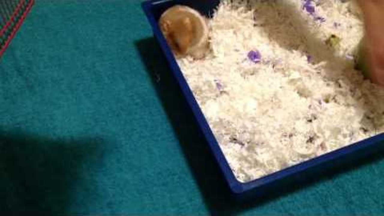 My Hamster Chance