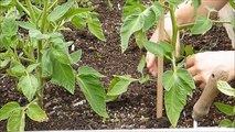 How To Support Or Stake Your Tomato Plants And Companion Planting