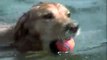 Max Golden Retriever Diving and Swimming at the Lake
