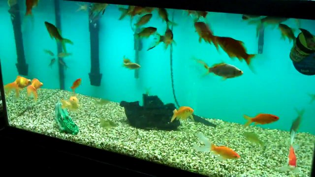 Harp's Exotic Fish & Pets (Tropical Freshwater Fish 3)