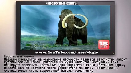 10 Вымерших животных  которых могут оживить   Интересные факты