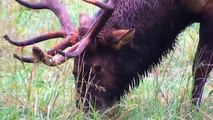 Elk Bugles in Cataloochee Valley, Great Smoky Mountains