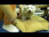 Riabilitazione veterinaria di Willy,cane con rottura bilaterale legamento crociato