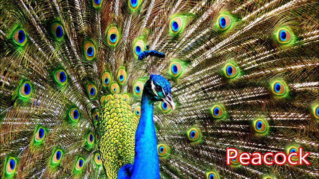 Peacock: Animals for Children Kids Videos Kindergarten Preschool Learning Toddlers Sounds Songs Zoo
