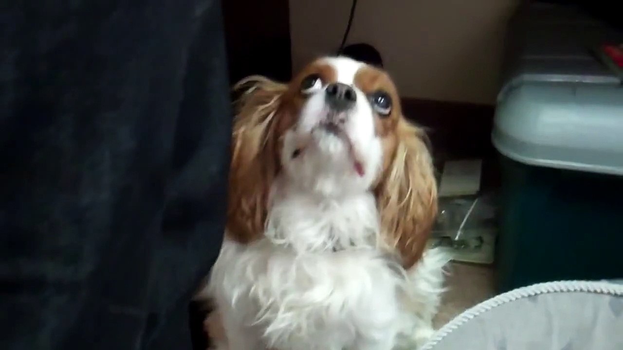 dog's reverse sneeze