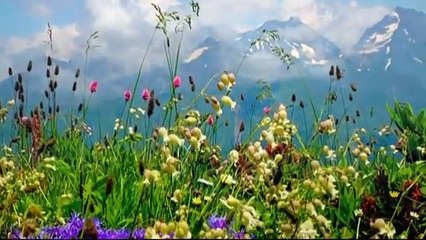 А. Марчелло  - Адажио  - Музыка и вечность... A.Marcello Adagio