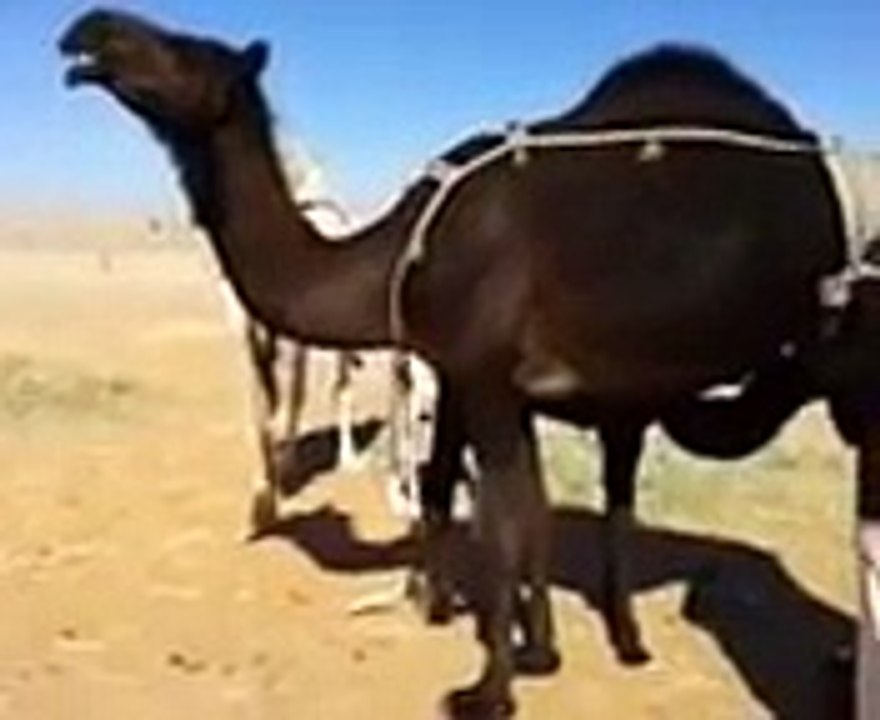 خلفه طيبه للبيع