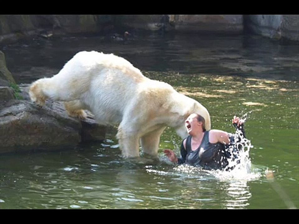Angry Polar Bear Attacks Woman in Water Recorded on an HD Flip