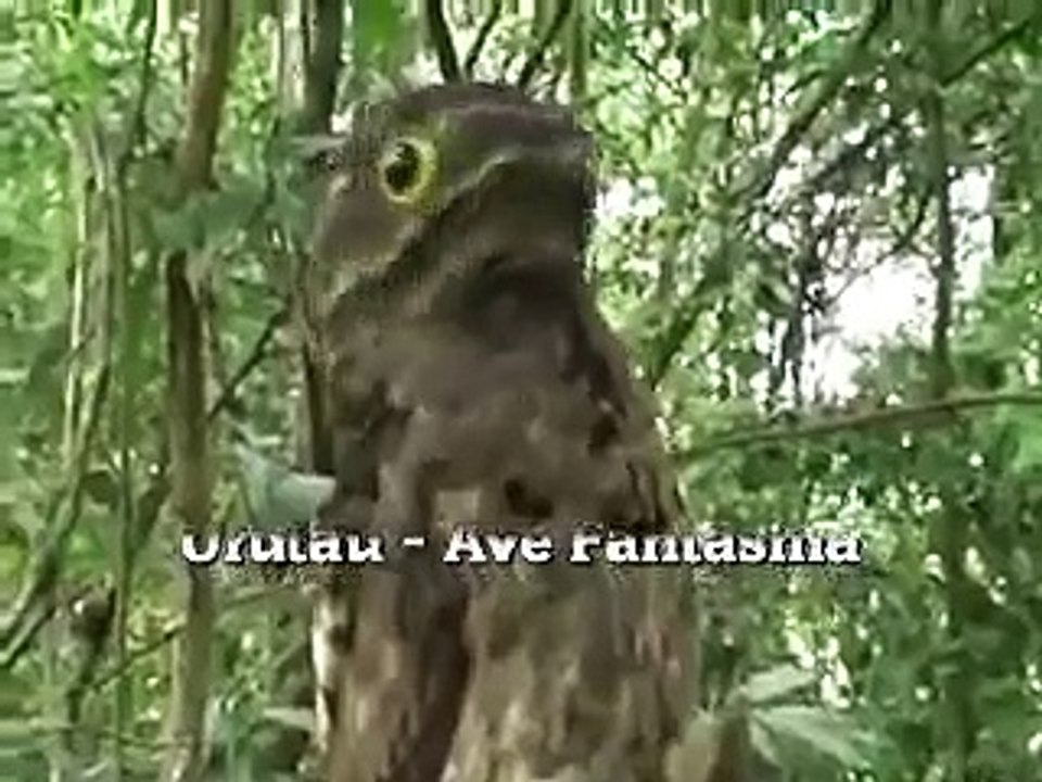 Urutau - Ave fantasma