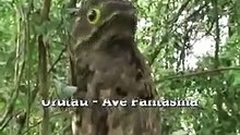 Urutau - Ave fantasma