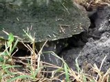 Turtle laying eggs - Tortuga poniendo huevos