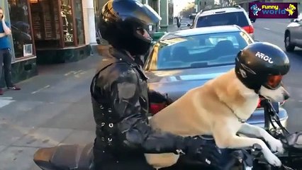 Funny Animal Videos Compilation 2015   720p   Funny Videos