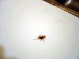 Raid Spray Induced Arachnid Seizure