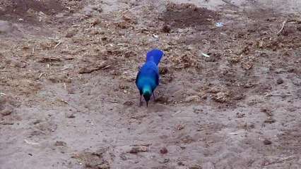Blue Glossy Starling - Chobe National Park - July 2010