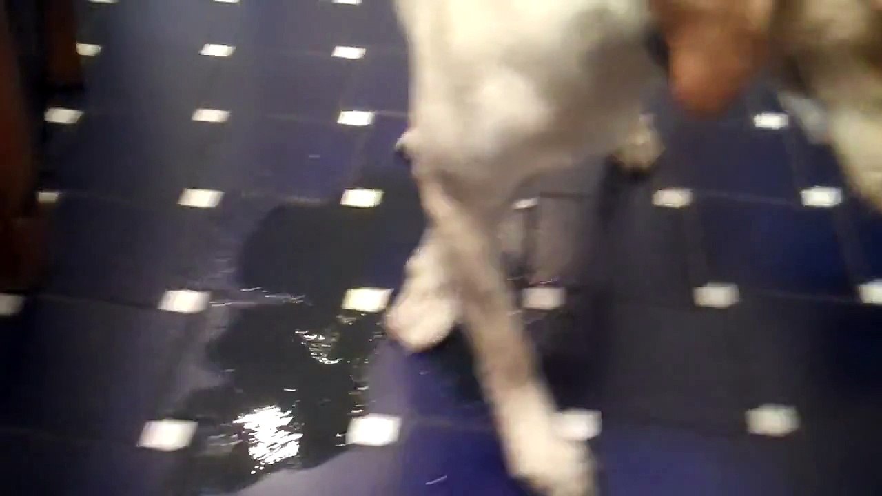 Dog pees all over kitchen floor!