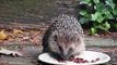 Egel in de tuin - European hedgehog in the garden