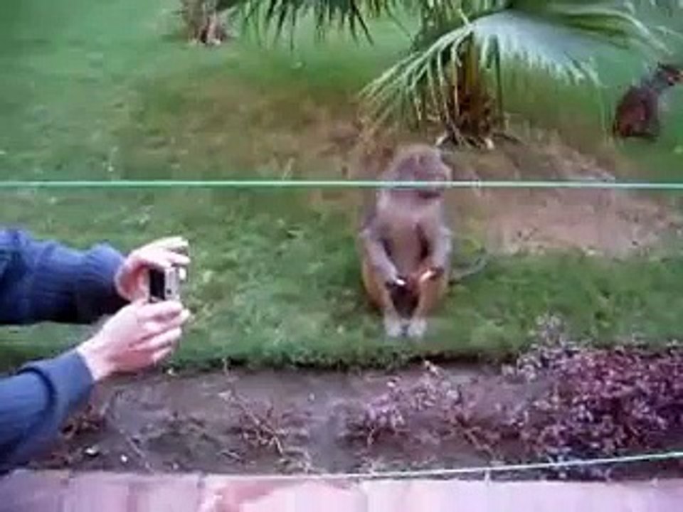 Monkey Steals Camera!!