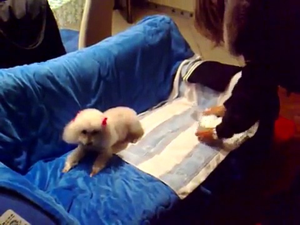 Mila con il pannolino
