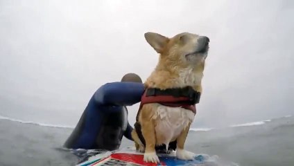 Sahibiyle sörf yapmaya bayılan köpek