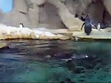 pinguini,tuffi e scivoloni.wmv
