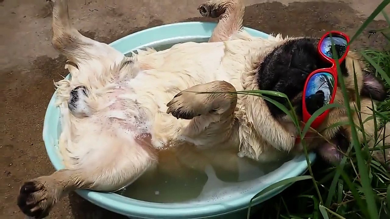 Pug snoring after taking bath is so cute