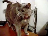 The REAL Maneki Neko - Japanese Lucky Cat
