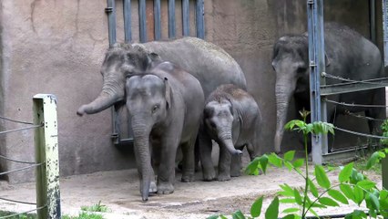 Olifanten Blijdorp naar binnen