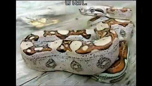 The Biggest Snakes Ever Discovered On Earth 2015