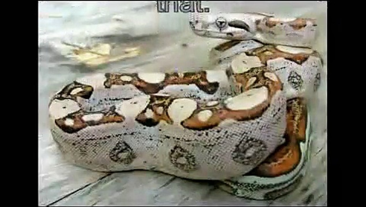 The Biggest Snakes Ever Discovered On Earth 2015