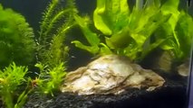 Aquario plantado com plantas naturais e criação de Lebistes  (Guppys).