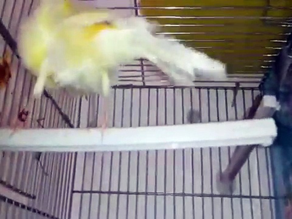 تغريد كناري مفتلة