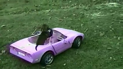 Sürücülükte kendini kanıtlamış köpekler