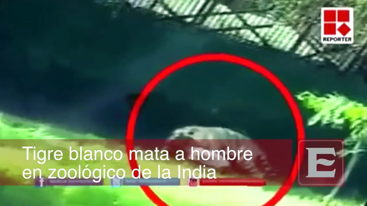 Tigre mata a hombre en zoológico de la India