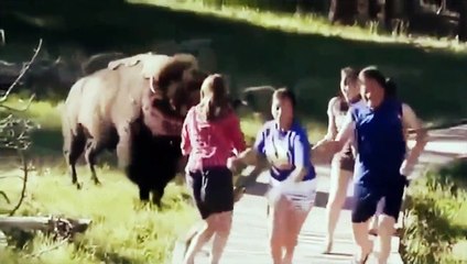 When Animal Attack Human Funny,Fails Compilation HD