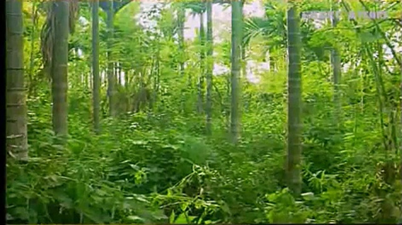 NATURAL FARMING - KAILASH MURTHY.flv