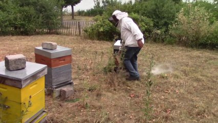 Des ruches pour le miel ou la biodiversité ?