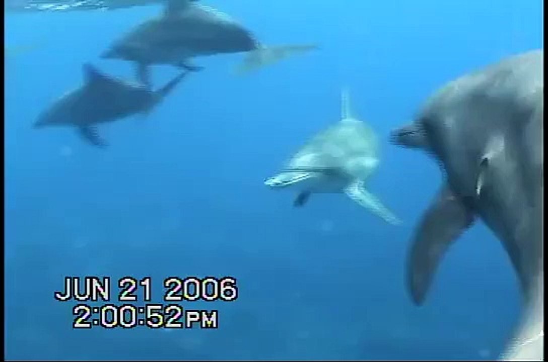 Cookie Cutter Shark Bite on Dolphin