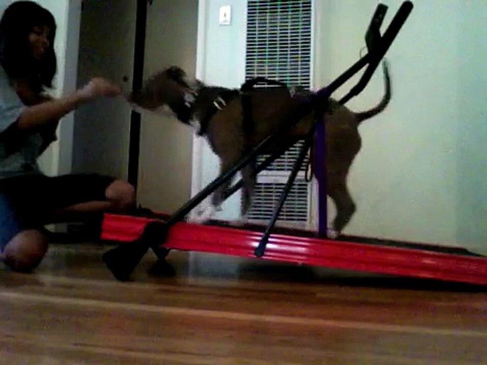 Pit Bull Manual Treadmill Training