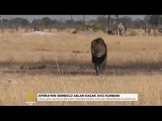 Afrika'nın en ünlü aslanı öldürüldü