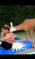 New Animal Funny Videos 2014 Oh Deer Funny Videos