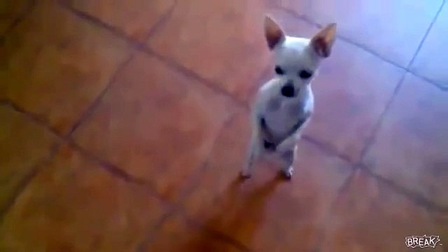 Un Chihuahua qui danse sur ses deux petites pattes